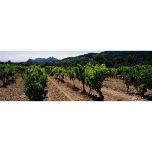 Crop in the Vineyard, Dentelles De Montmirail, Vaucluse, Provence 