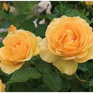  Julia Child Own Root Rose 1 Gallon Patio, Lawn & Garden