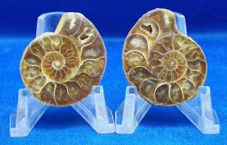 Perfect AMMONITE Fossil Superb POLISHED Matching Halves  