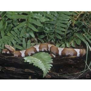  Broad Banded Copperhead, Agkistrodon Contortrix 