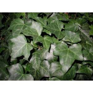 Hedera helix English {54 Pots   2 1/2 in.}