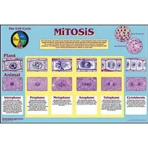 Mitosis Poster  Industrial & Scientific