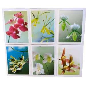 Orchid Photography Note Cards Flower Photographs Art Greeting Card 5x7