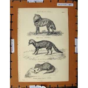   Print C1800 1870 Striped Hyaena Civet Ichneumon