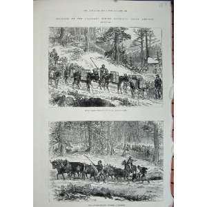   1880 Colorado Mining America Mules Hauling Logs Cattle