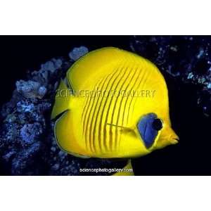  Blue cheeked Butterflyfish, Red Sea Framed Prints
