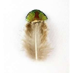  10 Golden Green Peacock Plumage Feathers 2 5 Arts 