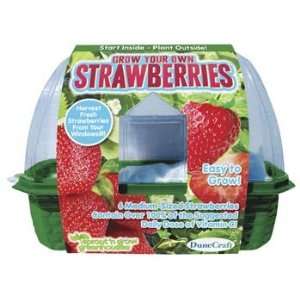  Dunecraft   Grow Your Own Strawberries (Science) Toys 