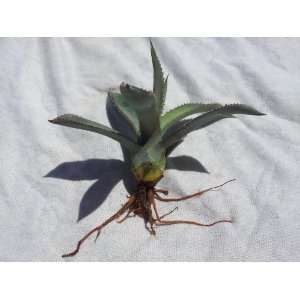  Blue Agave, Tequila Agave (Agave Tequilana Weber Azul 