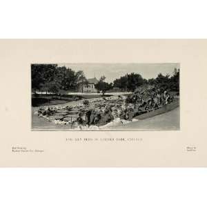  1901 Print Lily Beds Flowers Lincoln Park Chicago 