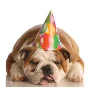 English Bulldog Wearing Birthday Party Hat   Peel and Stick Wall Decal 