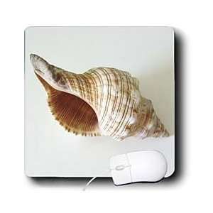  Florene Shells   Inside Conch Shell   Mouse Pads 