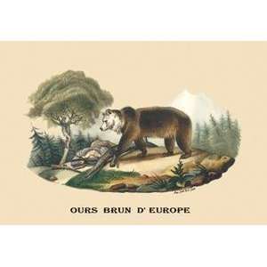 Vintage Art Ours Brun dEurope (European Brown Bear 
