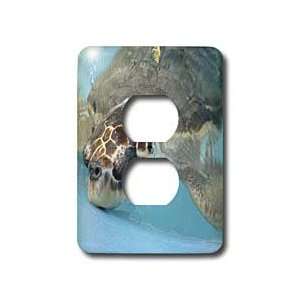  Florene Animals   Under Water Turtle   Light Switch Covers 