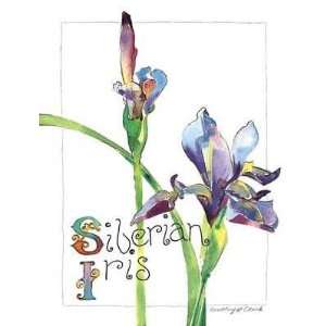  Siberian Iris Poster Print