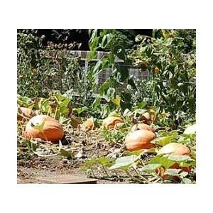   Max Pumpkin   Up to 100 Lbs / 45 Kg   12+ Seeds Patio, Lawn & Garden