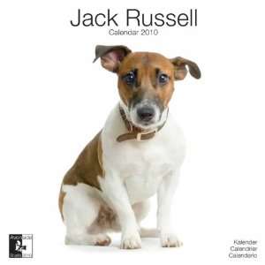  Jack Russell 2010 Wall Calendar