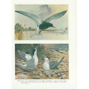  Black Tern 70Yr Old Vintage Bird Print 1932