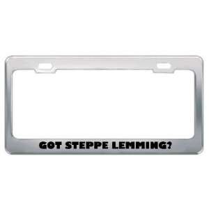  Got Steppe Lemming? Animals Pets Metal License Plate Frame 