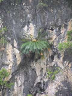 THAI Mountain CYCAD Cycas Clivicola Live Tree Palm  