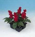 Salvia Sizzler Red 5000 seeds
