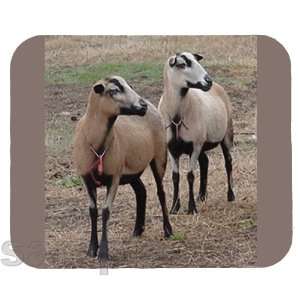  Barbados Blackbelly Sheep Mouse Pad 