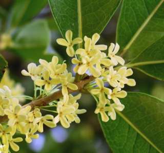   our arabian tea jasmine maid of orleans these evergreen plants thrive