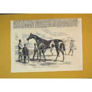  Race Horse Governess Winner Thousand Stakes Sport Print 