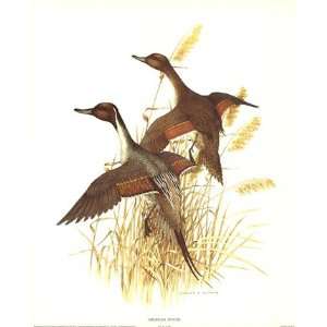    American Pintail   Poster by Charles Murphy (19x23)