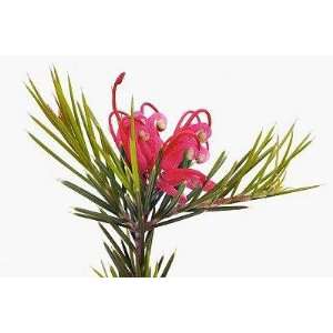  Pink Spider Flower   Peel and Stick Wall Decal by 