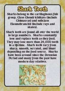 Fossil w/Collector Card   Shark Tooth Ready to Order  