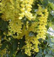 Goldenchain Tree (Laburnum anagyroides)   500+ SEEDS  