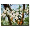 Amy Vangsgard Spring Tree Gallery wrapped Canvas Art  