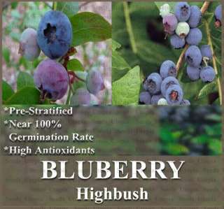 Blueberry Plant Seeds ~~HIGHBUSH   6 TYPES ~BULK SEEDS  