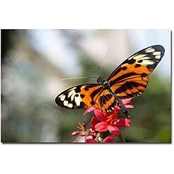 Cary Hahn Tropical Butterfly Gallery wrapped Canvas Art   