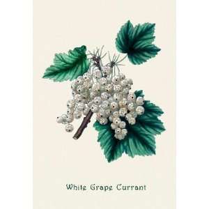   By Buyenlarge White Grape Currant 20x30 poster
