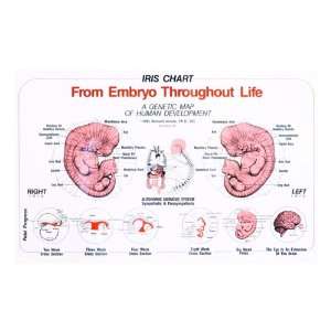  Bowel Embryo Spine 14 x 24 