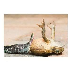  Close up of a snake eating a frog 24.00 x 18.00 Poster 