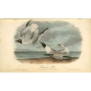   James Audubon   32 x 18 inches   Bonapartes Gull. 1. Male in S