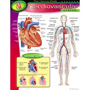 ERC Quality Chart Cardiovascular System By Trend Enterprises at  