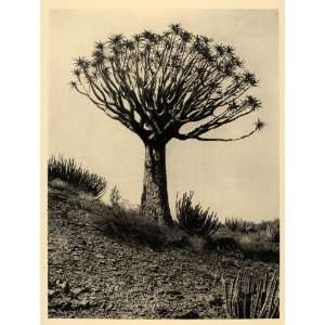  1930 Tree Aloe Euphorbia Namaland Namibia Landscape 