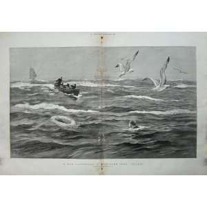    Man Overboard Southern Seas 1892 Seagull Birds Boat