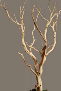 Sanded Manzanita Branches   Natural 18 26  
