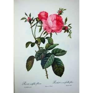  1959 Roses Flowers Rosa Centifolia Foliacea Pink Green 