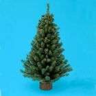 DDI 24 Mini Pine Christmas Tree(Pack of 72)