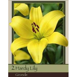  Gironde Lily Pack of 2 Bulbs Patio, Lawn & Garden