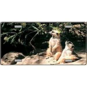 Meerkats   Full Color Photography License Plates Plate Plates Tag Tags 