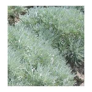  Artemisia   Silver Mound 1 bulb Patio, Lawn & Garden