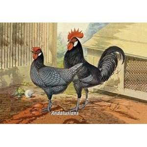  Vintage Art Andalusians (Chickens)   05642 8