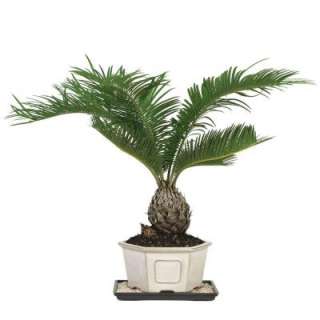 Brussels Bonsai Sago Palm (Indoor) DT 8028SP  